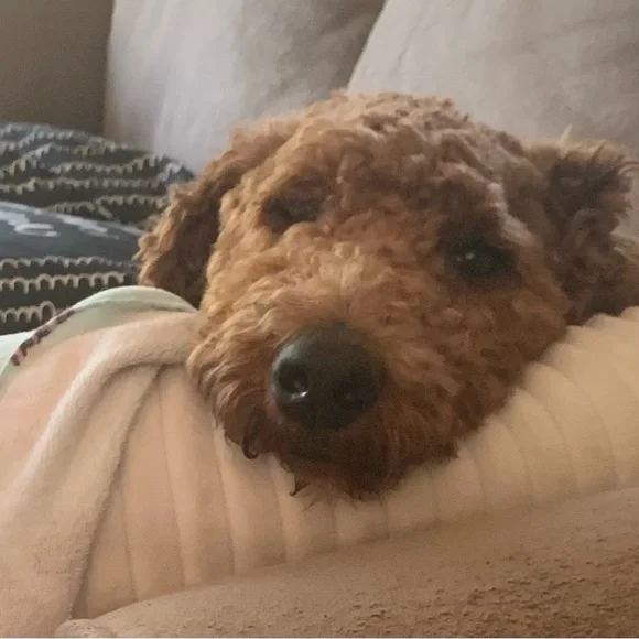 LOGO VL ⭐️ Bronze Brown 🌟 EUC - 2 piece Knit MIDI skirt &  top ⭐️ CLEAN - Picture 14 of 14